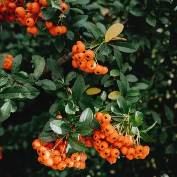Daughter of the Land | The Oil - Rosehip Bloom - 2 fl oz
