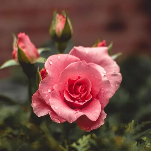 Daughter of the Land | The Oil - Rosehip Bloom - 2 fl oz